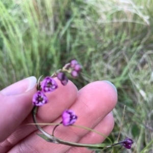 Arthropodium minus at Franklin, ACT - 18 Oct 2020 10:30 AM