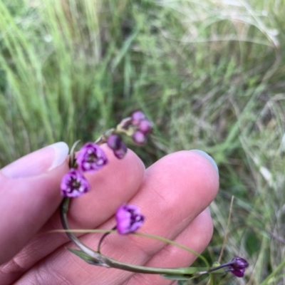 Arthropodium minus (Small Vanilla Lily) at Franklin, ACT - 18 Oct 2020 by OllieCal