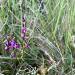 Arthropodium minus at Franklin, ACT - 18 Oct 2020 10:30 AM