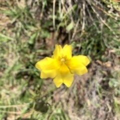 Goodenia pinnatifida (Scrambled Eggs) at Franklin, ACT - 17 Oct 2020 by OllieCal