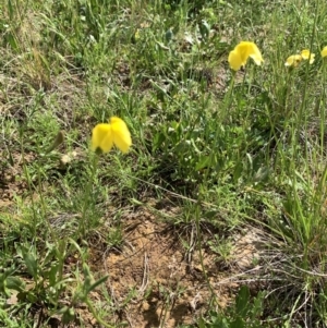 Goodenia pinnatifida at Franklin, ACT - 18 Oct 2020