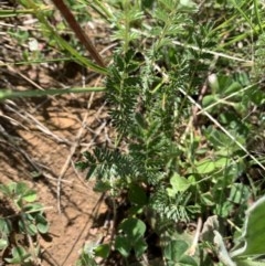 Acaena x ovina (Sheep's Burr) at Mulanggari Grasslands - 17 Oct 2020 by OllieCal