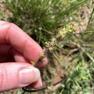 Acaena x ovina at Franklin, ACT - 18 Oct 2020