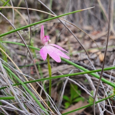 Caladenia carnea (Pink Fingers) at Denman Prospect, ACT - 9 Oct 2020 by nic.jario