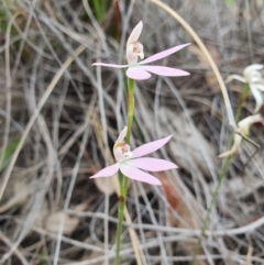 Caladenia carnea (Pink Fingers) at Denman Prospect, ACT - 9 Oct 2020 by nic.jario