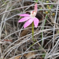 Caladenia carnea (Pink Fingers) at Denman Prospect, ACT - 9 Oct 2020 by nic.jario