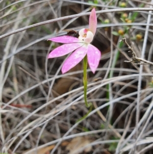 Caladenia carnea at Denman Prospect, ACT - suppressed
