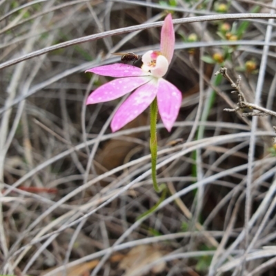 Caladenia carnea (Pink Fingers) at Denman Prospect, ACT - 9 Oct 2020 by nic.jario