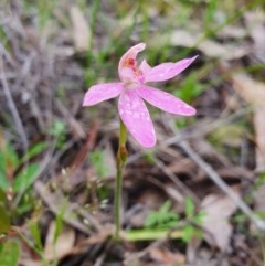 Caladenia carnea (Pink Fingers) at Denman Prospect, ACT - 9 Oct 2020 by nic.jario