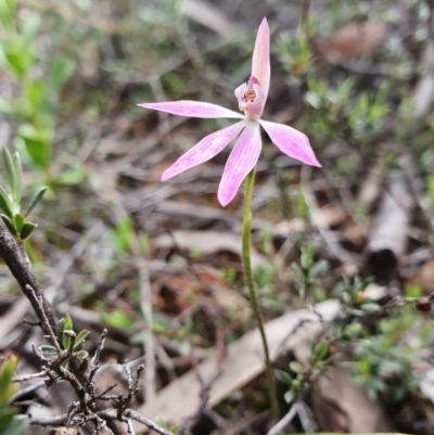 Caladenia carnea (Pink Fingers) at Denman Prospect, ACT - 9 Oct 2020 by nic.jario