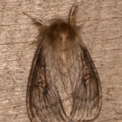 Leptocneria reducta (White Cedar Moth) at Melba, ACT - 13 Oct 2020 by kasiaaus