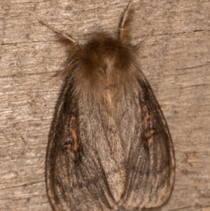 Leptocneria reducta at Melba, ACT - 13 Oct 2020