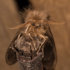 Leptocneria reducta at Melba, ACT - 13 Oct 2020