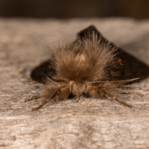 Leptocneria reducta at Melba, ACT - 13 Oct 2020