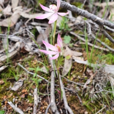 Caladenia carnea (Pink Fingers) at Denman Prospect, ACT - 9 Oct 2020 by nic.jario