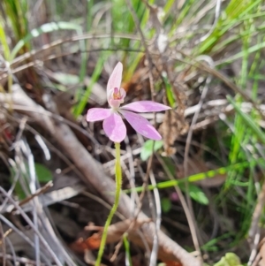 Caladenia carnea at Denman Prospect, ACT - 9 Oct 2020