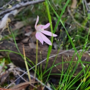 Caladenia carnea at Denman Prospect, ACT - suppressed