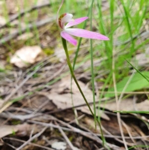 Caladenia carnea at Denman Prospect, ACT - suppressed