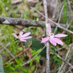 Caladenia carnea (Pink Fingers) at Denman Prospect, ACT - 9 Oct 2020 by nic.jario