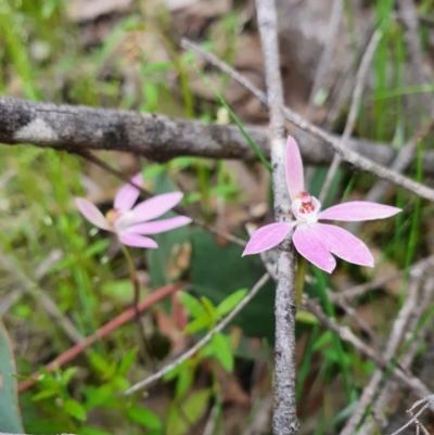 Caladenia carnea (Pink Fingers) at Denman Prospect, ACT - 9 Oct 2020 by nic.jario