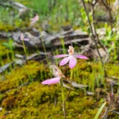 Caladenia carnea (Pink Fingers) at Denman Prospect, ACT - 9 Oct 2020 by nic.jario