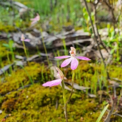 Caladenia carnea (Pink Fingers) at Denman Prospect, ACT - 9 Oct 2020 by nic.jario