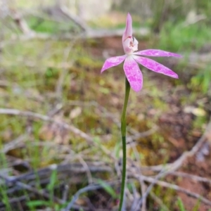 Caladenia carnea at Denman Prospect, ACT - suppressed