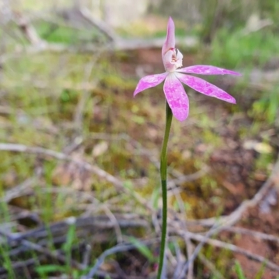 Caladenia carnea (Pink Fingers) at Denman Prospect, ACT - 9 Oct 2020 by nic.jario