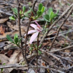 Caladenia fuscata at Denman Prospect, ACT - suppressed