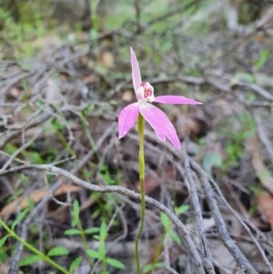 Caladenia carnea at Denman Prospect, ACT - 9 Oct 2020