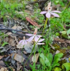 Caladenia carnea (Pink Fingers) at Denman Prospect, ACT - 9 Oct 2020 by nic.jario