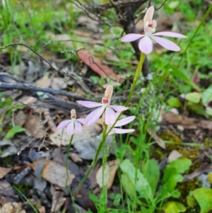 Caladenia carnea at Denman Prospect, ACT - suppressed