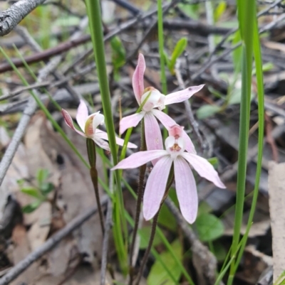 Caladenia fuscata (Dusky Fingers) at Denman Prospect, ACT - 9 Oct 2020 by nic.jario