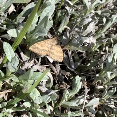 Scopula rubraria (Reddish Wave, Plantain Moth) at Franklin, ACT - 18 Oct 2020 by OllieCal