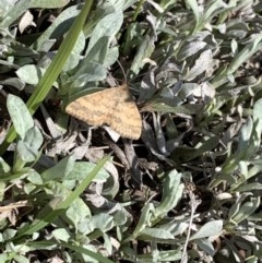 Scopula rubraria (Plantain Moth) at Mulanggari Grasslands - 18 Oct 2020 by OllieCal