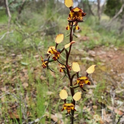 Diuris pardina (Leopard Doubletail) at Denman Prospect, ACT - 9 Oct 2020 by nic.jario