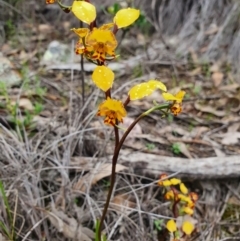 Diuris semilunulata (Late Leopard Orchid) at Denman Prospect, ACT - 9 Oct 2020 by nic.jario