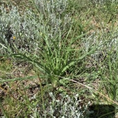 Eryngium ovinum (Blue Devil) at Mulanggari Grasslands - 18 Oct 2020 by OllieCal