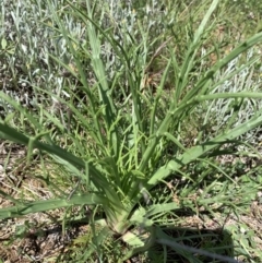 Eryngium ovinum at Franklin, ACT - 18 Oct 2020 11:21 AM