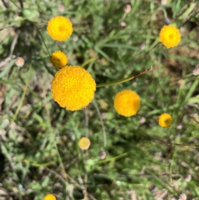 Leptorhynchos squamatus (Scaly Buttons) at Mulanggari Grasslands - 18 Oct 2020 by OllieCal