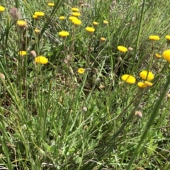 Leptorhynchos squamatus at Franklin, ACT - 18 Oct 2020