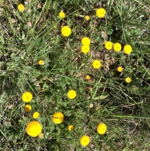 Leptorhynchos squamatus at Franklin, ACT - 18 Oct 2020