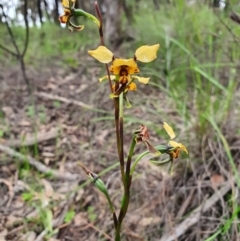 Diuris pardina (Leopard Doubletail) at Denman Prospect, ACT - 9 Oct 2020 by nic.jario