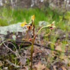 Diuris pardina (Leopard Doubletail) at Denman Prospect, ACT - 9 Oct 2020 by nic.jario