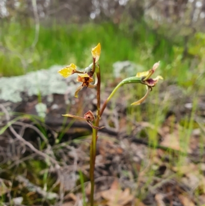 Diuris pardina (Leopard Doubletail) at Denman Prospect, ACT - 9 Oct 2020 by nic.jario