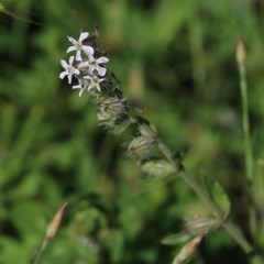 Silene gallica var. gallica (French Catchfly) at Wodonga, VIC - 18 Oct 2020 by KylieWaldon