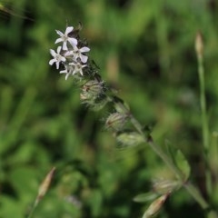 Silene gallica var. gallica (French Catchfly) at Wodonga, VIC - 17 Oct 2020 by Kyliegw