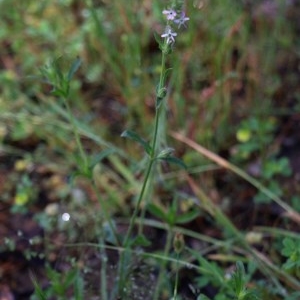 Silene gallica var. gallica at Wodonga, VIC - 18 Oct 2020 09:00 AM