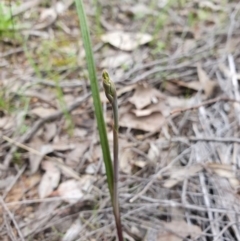 Thelymitra (Genus) (Sun Orchid) at Denman Prospect, ACT - 9 Oct 2020 by nic.jario