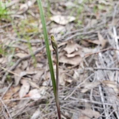 Thelymitra (Genus) (Sun Orchid) at Denman Prospect, ACT - 9 Oct 2020 by nic.jario